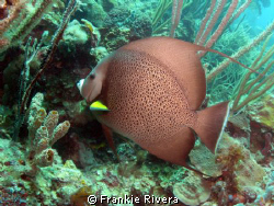 Gray Angel Fish @ Culebra Island by Frankie Rivera 